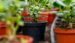 garden pots