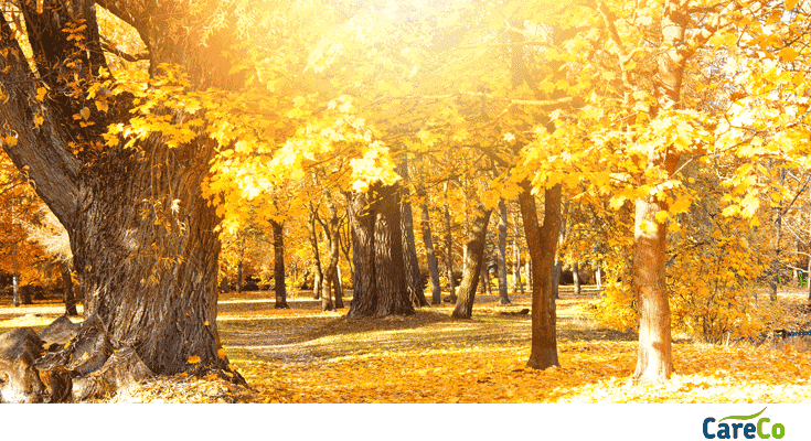 Autumn woodland scene with vibrant yellow leaves