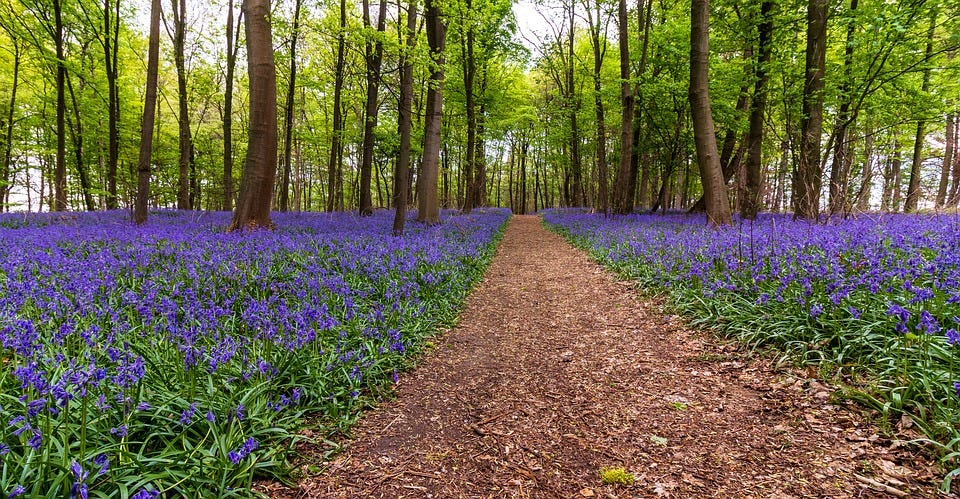 bluebell woodland wallk