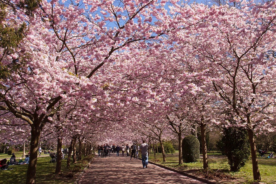 cherry blossom along a park path